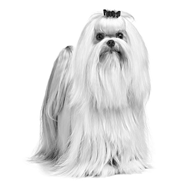 Royal Canin Maltese Yetişkin Köpek Maması 1,5 Kg