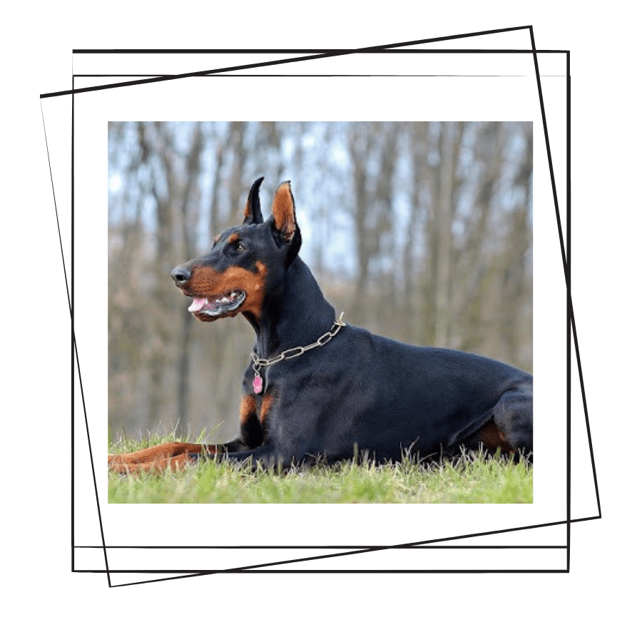 Doberman Köpeği
