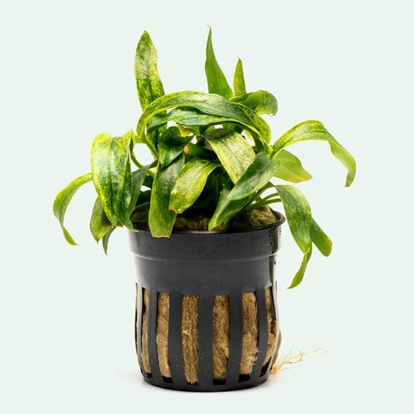 Anubias Minima Variegated Saksı Canlı Bitki