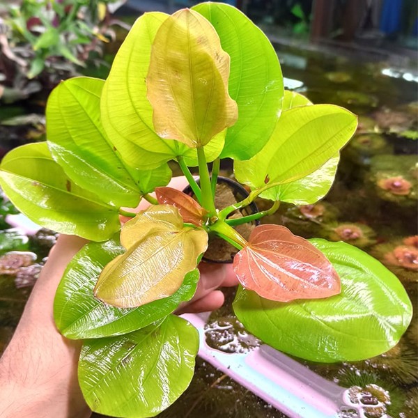 Echinodorus Yellow Sun Saksı Canlı Bitki