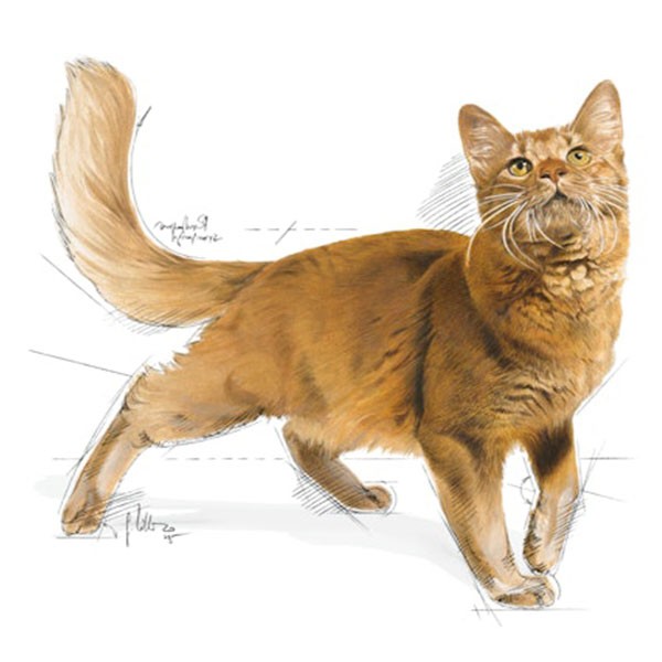 Royal Canin Adult Fit 32 Kedi Maması 400gr
