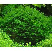 Pellia