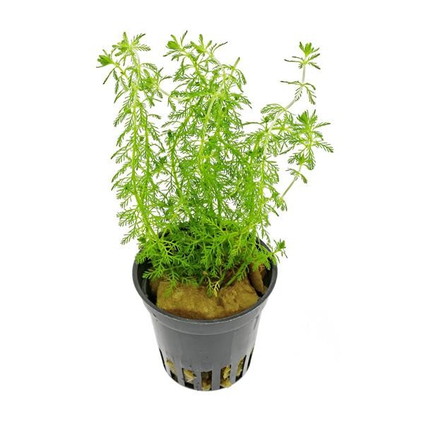Myriophyllum Guyana Saksı Canlı Bitki