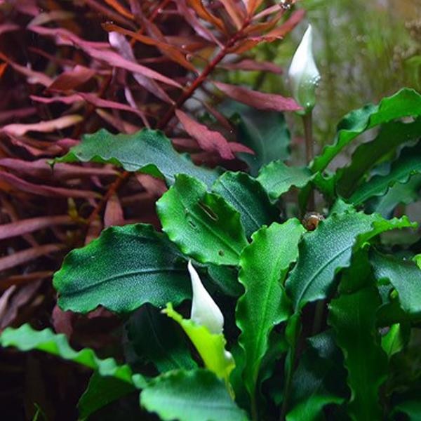 Bucephalandra Wavy Dark Green Saksı Canlı Bitki