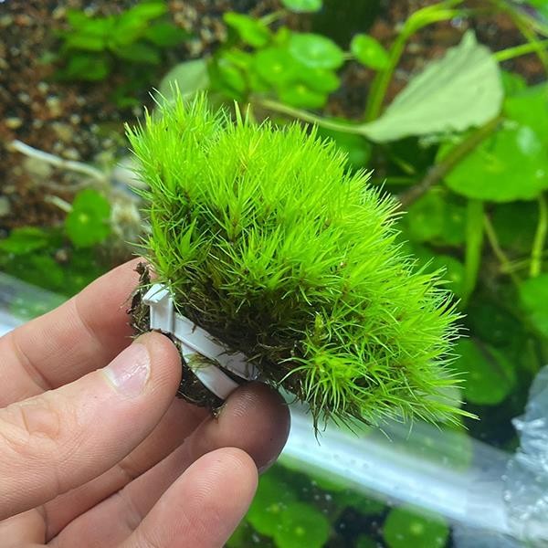 Dicranum Scoparium Moss Canlı Bitki (Karasal Moss)