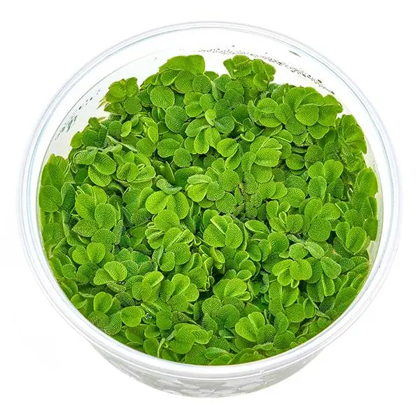Salvinia Auriculata Su Üstü In Vitro Canlı Bitki