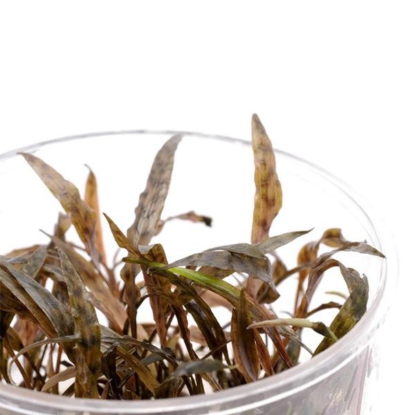 Cryptocoryne Nurii In Vitro Canlı Bitki