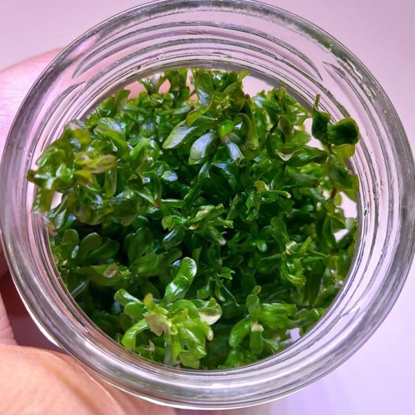 Rotala Mexicana Bangladesh In Vitro Canlı Bitki
