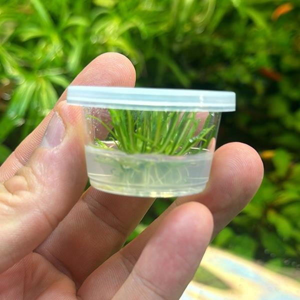 Cryptocoryne Parva Küçük In Vitro Cup Canlı Bitki