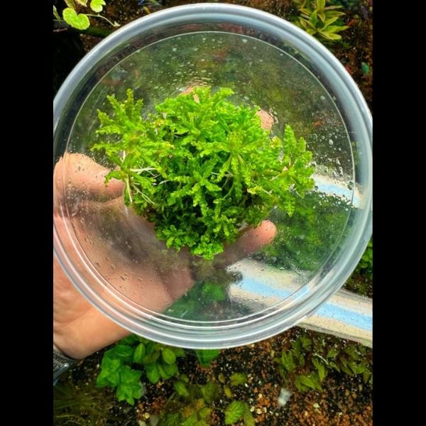 Pogostemon Helferi In Vitro Canlı Bitki 500cc