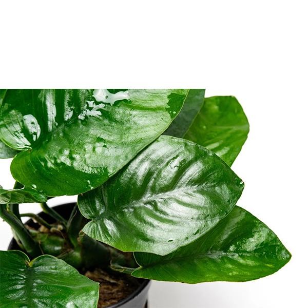 Anubias Butterfly Saksı Canlı Bitki