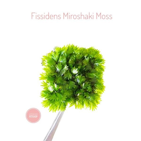 Fissidens Miroshaki Moss Cup Canlı Bitki