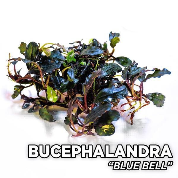 Bucephalandra Blue Bell Saksı Canlı Bitki