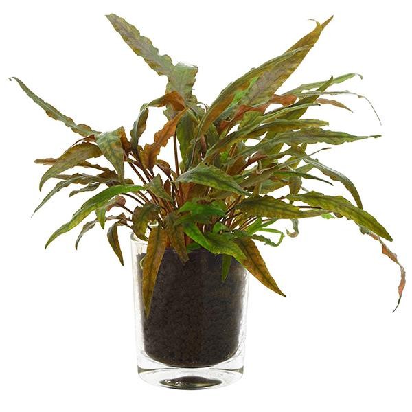 Cryptocoryne Undulatus Red Saksı Canlı Bitki