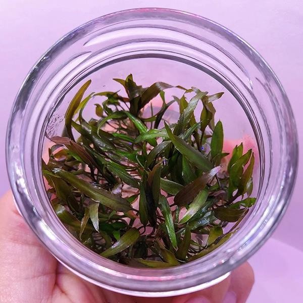 Cryptocoryne Axelrodi In Vitro Canlı Bitki