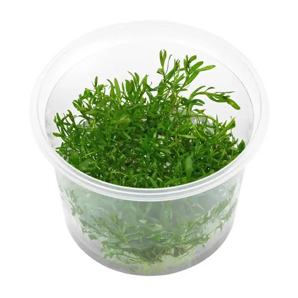 Ludwigia Arcuata In Vitro Canlı Bitki