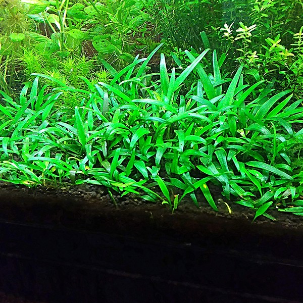 Cryptocoryne Lucens Saksı Canlı Bitki