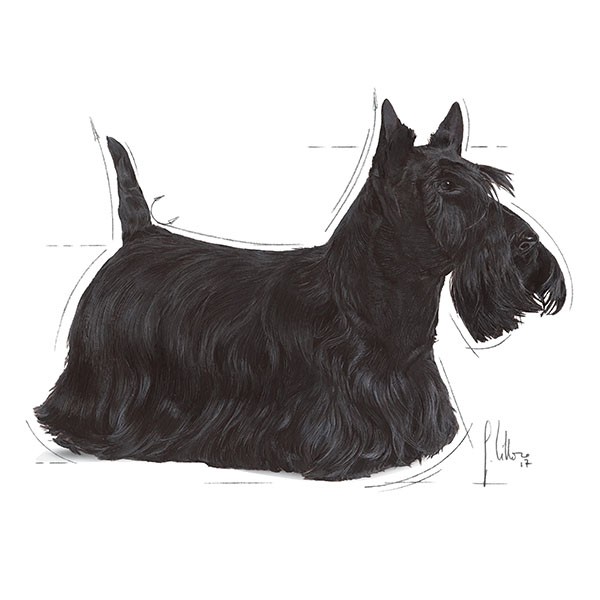 Royal Canin Dermacomfort Yetişkin Köpek Konservesi 85gr