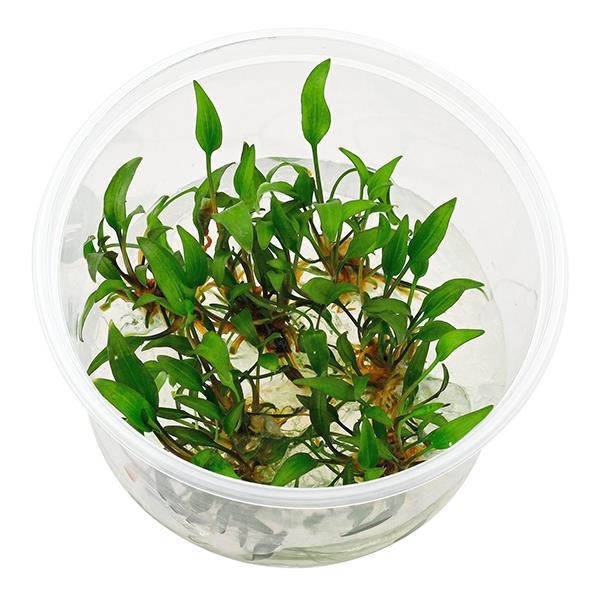 Cryptocoryne Walkeri Lutea In Vitro Canlı Bitki