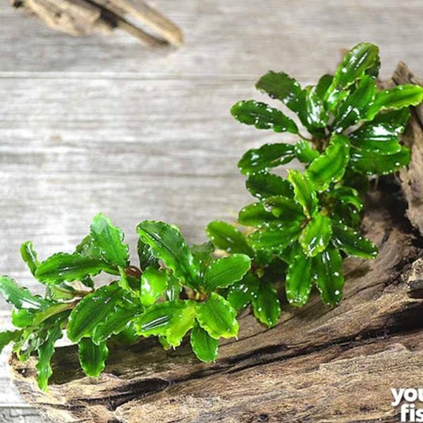 Bucephalandra Green Wavy In Vitro Canlı Bitki