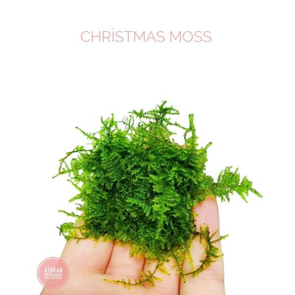 Christmas Moss Cup Canlı Bitki