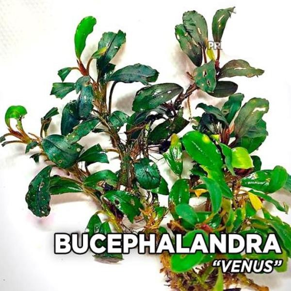 Bucephalandra Blue Venus Saksı Canlı Bitki