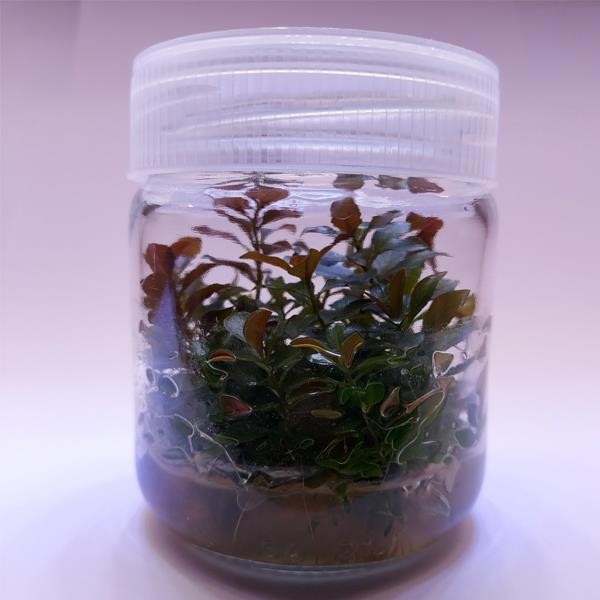 Ludwigia Ovalis In Vitro Canlı Bitki