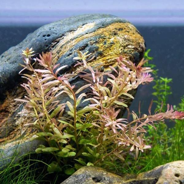 Rotala Fujian In Vitro Canlı Bitki