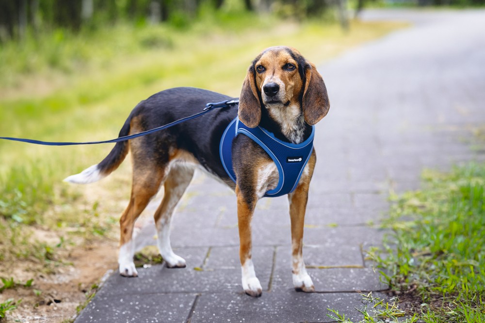 Beeztees Köpek Göğüs Tasması, Neopren, Mavi, M, 41-46cm