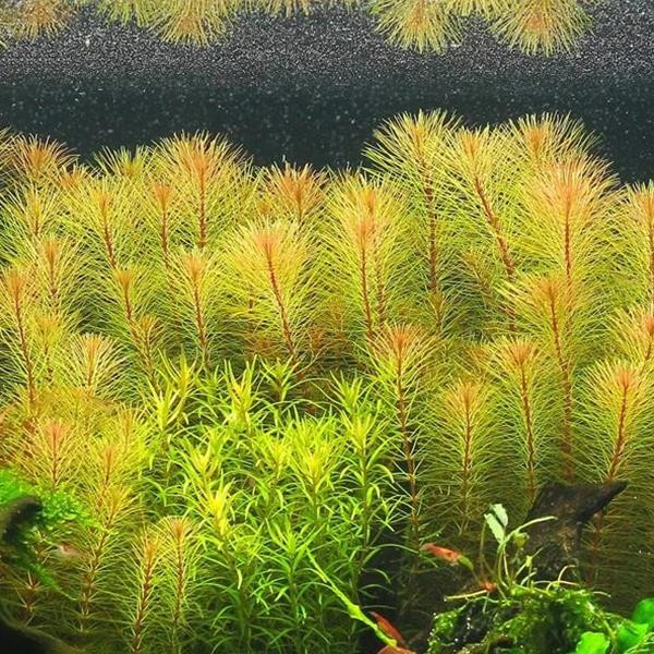 Rotala Sp Vietnam In Vitro Canlı Bitki