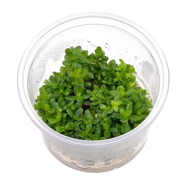 Rotala Indica Red In Vitro Canlı Bitki