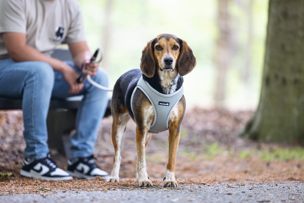 Beeztees Köpek Göğüs Tasması, Neopren,Gri, M, 41-46cm