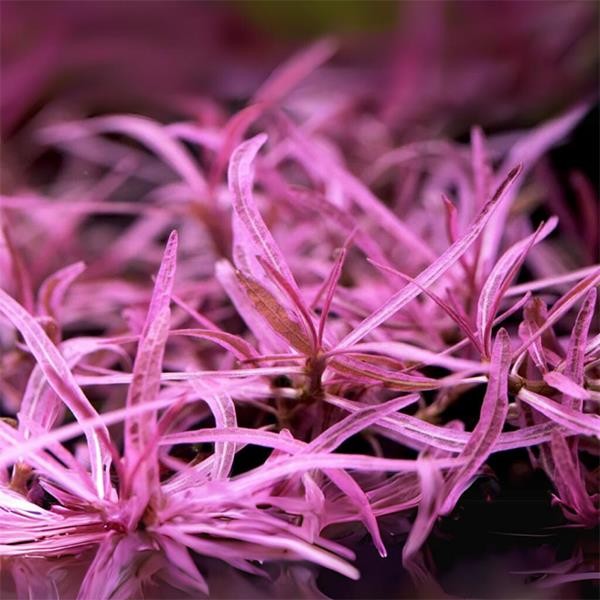 Hygrophila Lancea Araguaia Pink Lady In Vitro Canlı Bitki