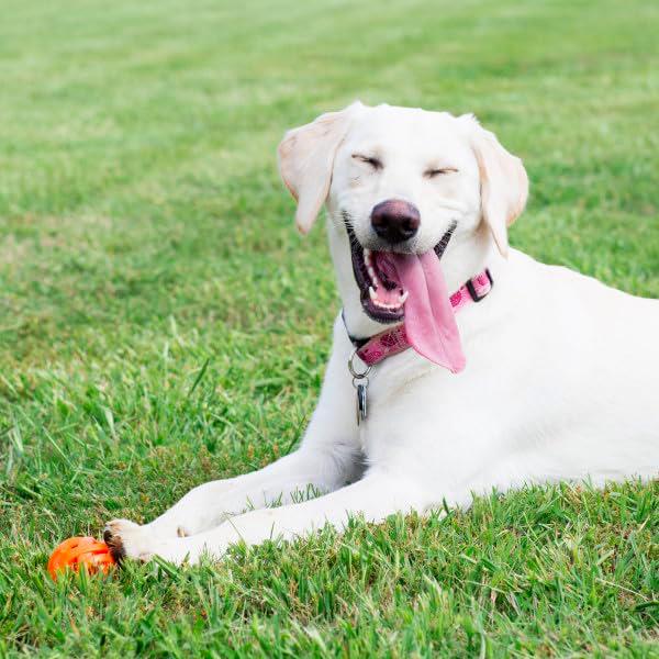 Chuckit Air Fetch Ball Köpek Oyun Topu XL Boy