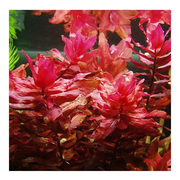 Rotala Macrandra Saksı Canlı Bitki
