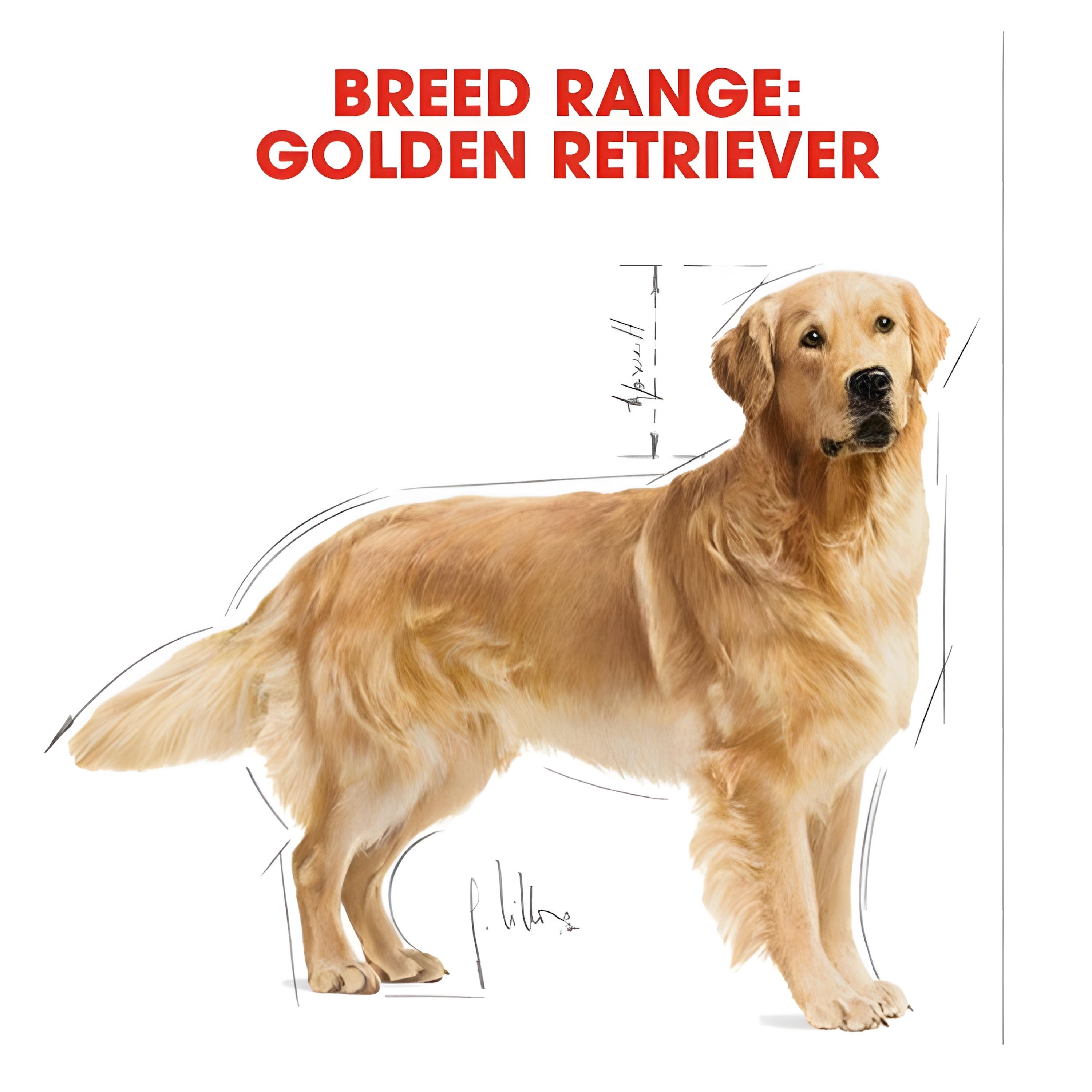Royal Canin Golden Retriever Yetişkin Köpek Maması 12Kg