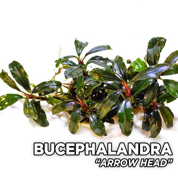 Bucephalandra Arrow Head Saksı Canlı Bitki