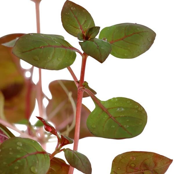 Ludwigia Palustris Red In Vitro Canlı Bitki