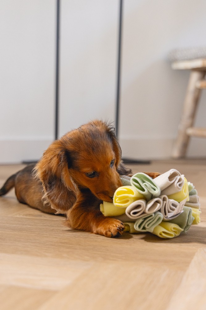 Beeztees Köpek Ödül Saklama Oyuncağı, Top, Polar, Gri/Yeşil, 13cm