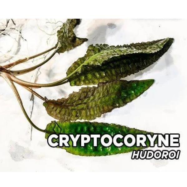 Cryptocoryne Hudoroi Canlı Bitki