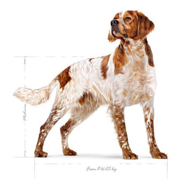 Royal Canin Medium Adult Orta Irk Yetişkin Köpek Maması 15Kg