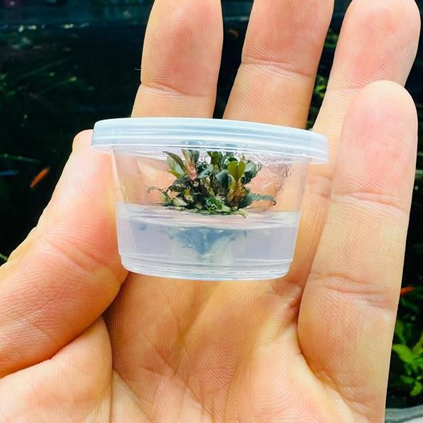 Bucephlandra Kedagang Mini Round Küçük In Vitro Cup Canlı Bitki