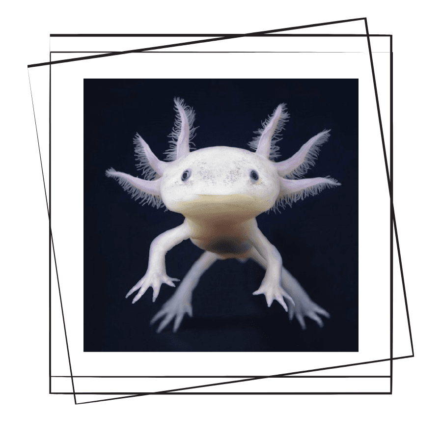 atakanpetshop.com