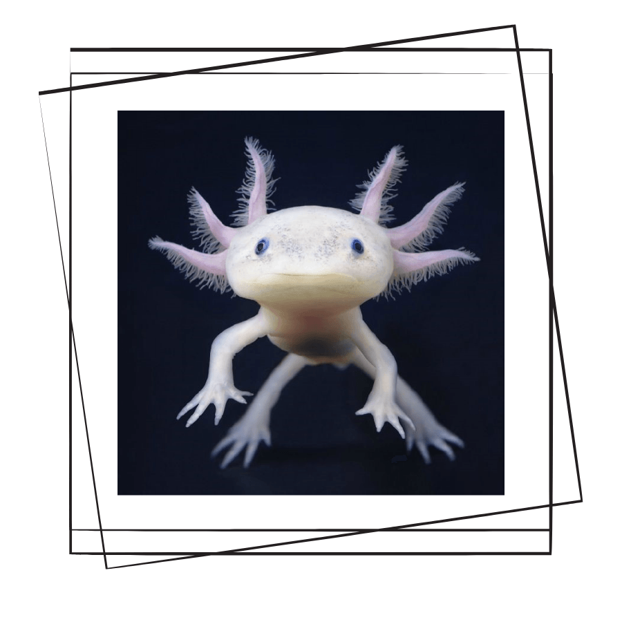 Axolotl Bakımı