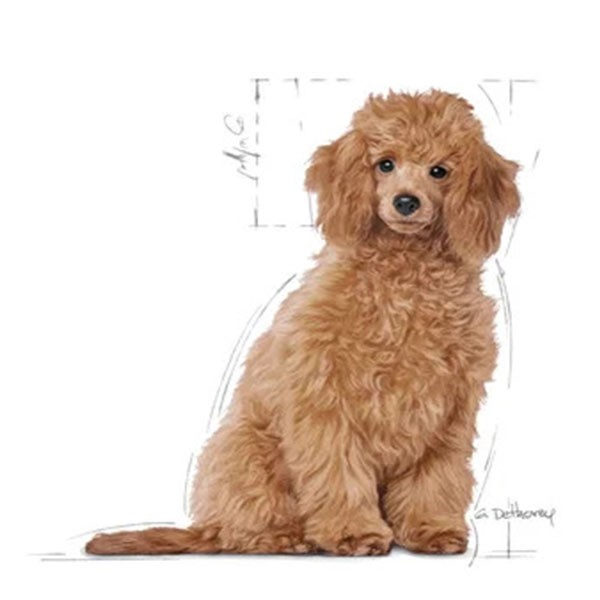 Royal Canin Poodle Junior Yavru Köpek Maması 3 Kg