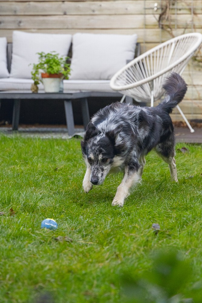Beeztees Köpek Oyuncağı, Tenis Topu, Mavi/Sarı, 3 Adet, 6,3cm