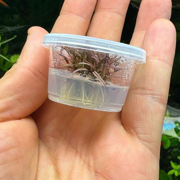 Cryptocoryne Wendtii Flamingo Küçük In Vitro Cup Canlı Bitki