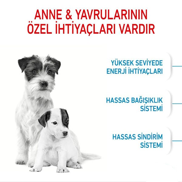 Royal Canin Mini Starter Mother&Babydog Küçük Irk Yavru Köpek Maması 4Kg