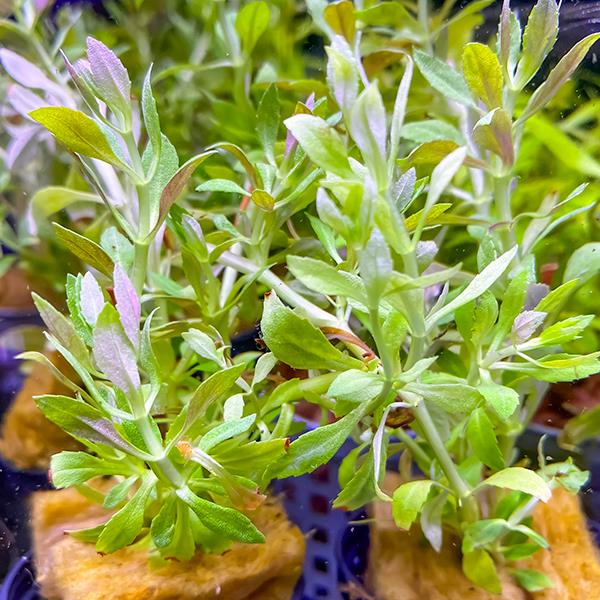 Limnophila Sp Kalimantan Mini Saksı Canlı Bitki
