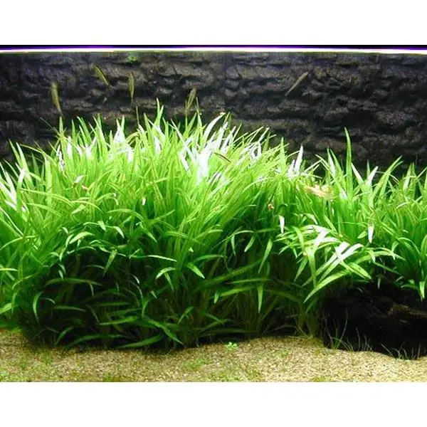 Echinodorus Latifolius Xingu Saksı Canlı Bitki